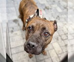 Small #1 Boxer Mix