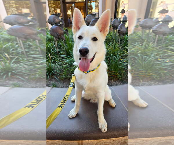 Medium Photo #3 Unknown-white german shepherd Mix Puppy For Sale in Newport Beach, CA, USA