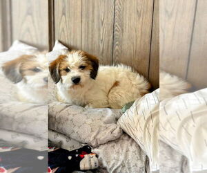 Mutt Dogs for adoption in Aurora, IN, USA