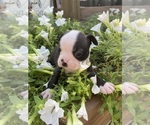 Small #7 Boston Terrier