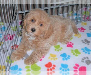 Goldendoodle-Poodle (Miniature) Mix Puppy for sale in ORO VALLEY, AZ, USA