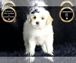 Small Photo #57 Maltipoo Puppy For Sale in WARSAW, IN, USA