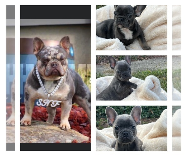 Medium Photo #8 French Bulldog Puppy For Sale in CINCINNATI, OH, USA