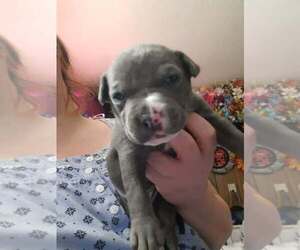 Medium American Pit Bull Terrier