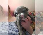 Puppy Puppy 2 American Pit Bull Terrier