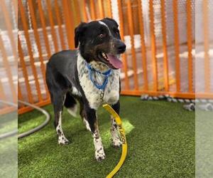 Border Collie-Unknown Mix Dogs for adoption in Las Vegas, NV, USA