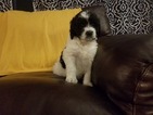 Small Photo #1 Pyredoodle Puppy For Sale in EAST ALTON, IL, USA