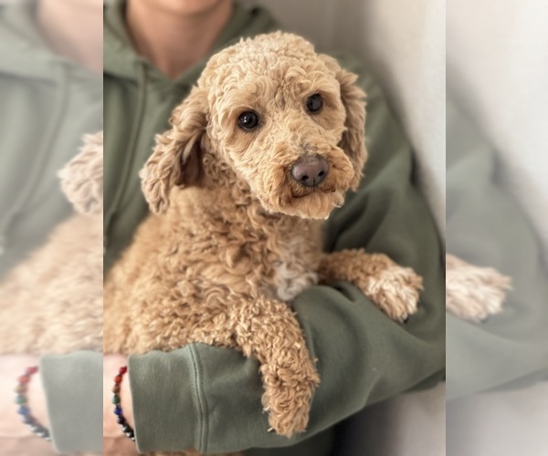 Medium Photo #1 Cavapoo Puppy For Sale in COLORADO SPRINGS, CO, USA