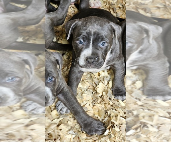 Medium Photo #2 American Bully Puppy For Sale in WALLINGFORD, CT, USA