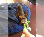 Small #3 Chiweenie