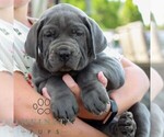 Small #2 Cane Corso