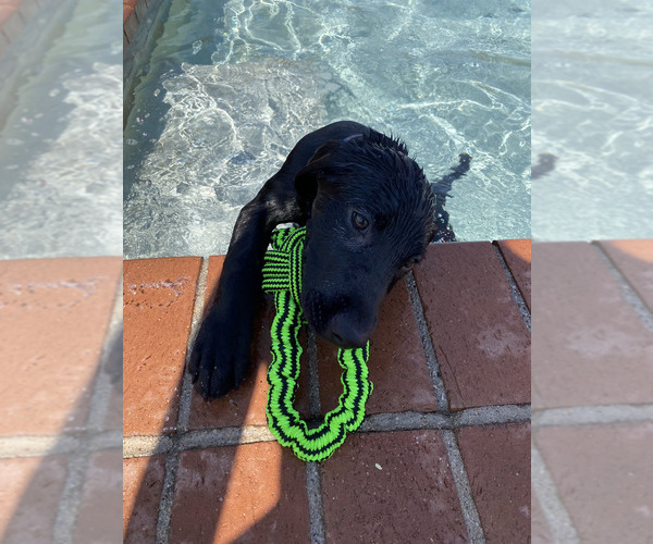 Medium Photo #2 Labrador Retriever Puppy For Sale in TUCSON, AZ, USA