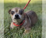 Small Photo #4 Chihuahua Puppy For Sale in Yardley, PA, USA