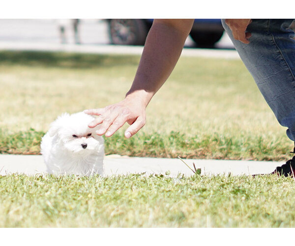 Medium Photo #10 Maltese Puppy For Sale in FULLERTON, CA, USA