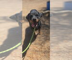 Small #7 Rottweiler