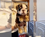 Puppy Reese Bulldog