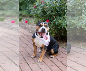 Mila - Female Mutt Dog for Adoption - Photo #19