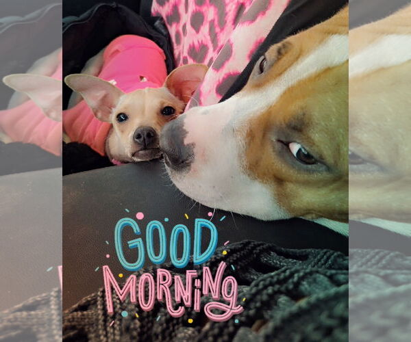 Medium Photo #8 Jack Chi Puppy For Sale in Princeton, MN, USA