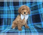 Small #4 Cockapoo (Miniature)
