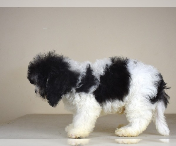 Medium Photo #4 Havanese-Maltipoo Mix Puppy For Sale in SAN DIEGO, CA, USA