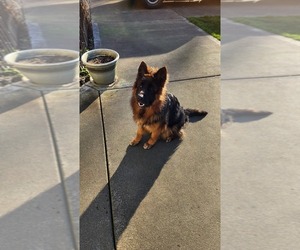 German Shepherd Dog Puppy for sale in LAKE STEVENS, WA, USA