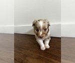 Puppy Puppy 7 Australian Shepherd