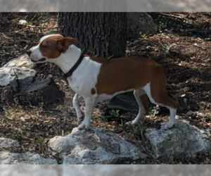 Cappuccino - ABR Return - Female Boxer Dog for Adoption - Photo #2