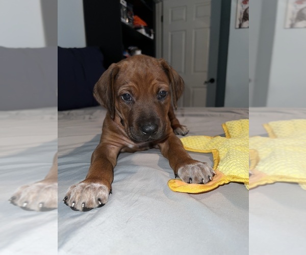 Medium Photo #14 Rhodesian Ridgeback Puppy For Sale in MURFREESBORO, TN, USA