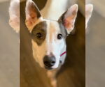 Small #3 Greyhound Mix