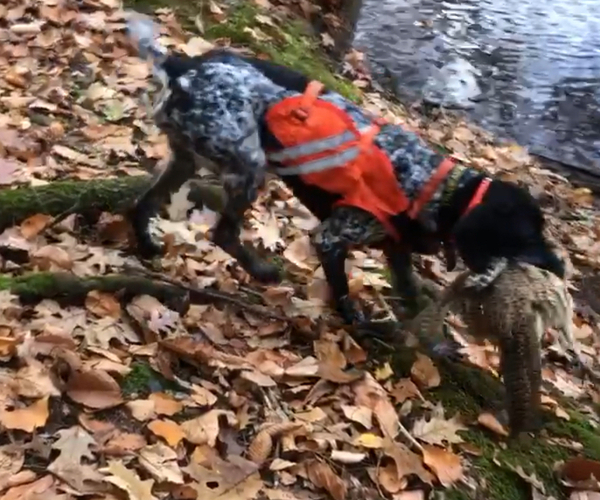 Medium Photo #8 German Shorthaired Pointer Puppy For Sale in WOODSTOCK, CT, USA