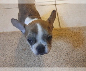 French Bulldog Puppy for sale in DEER PARK, TX, USA
