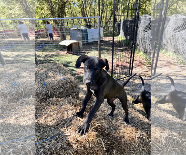 Medium Photo #2 Labrador Retriever-Unknown Mix Puppy For Sale in Tracy City, TN, USA