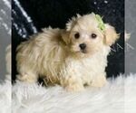 Small Photo #91 Maltipoo (Miniature) Puppy For Sale in WARSAW, IN, USA