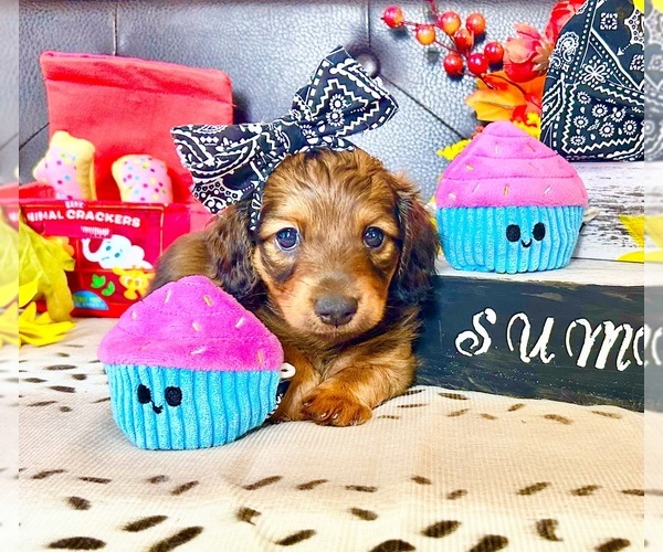 Medium Photo #4 Dachshund Puppy For Sale in LESLIE, AR, USA