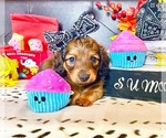 Small #3 Dachshund