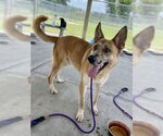 Small #1 Catahoula Leopard Dog-German Shepherd Dog Mix
