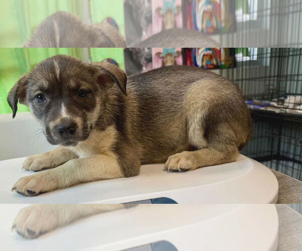 Medium Photo #1 Labrador Retriever-Siberian Husky Mix Puppy For Sale in SHERBURNE, NY, USA