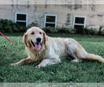 Small Photo #1 Australian Retriever Puppy For Sale in LIBERTY, KY, USA