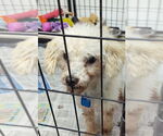 Small #1 Poodle (Miniature) Mix