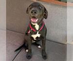 Small #12 Labrador Retriever Mix