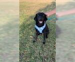 Small #8 Labrador Retriever Mix