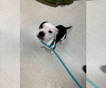 Small #3 Staffordshire Bull Terrier Mix