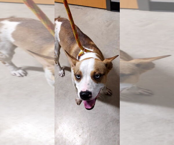 Medium Photo #2 American Staffordshire Terrier-Siberian Husky Mix Puppy For Sale in Pierceton , IN, USA