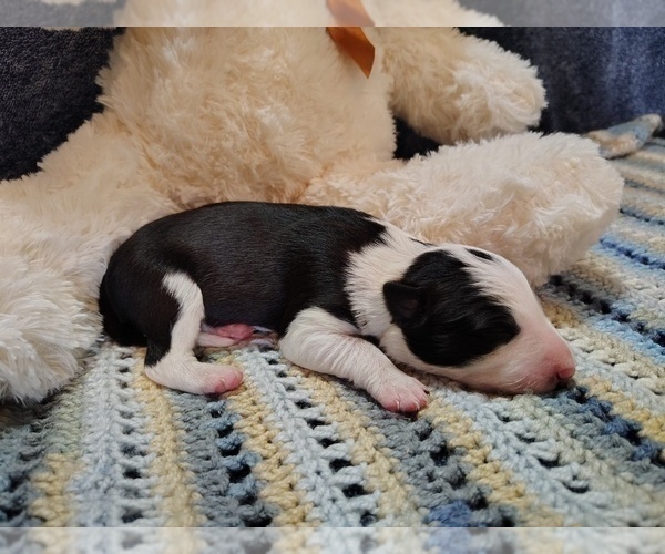 Medium Photo #34 Border Collie Puppy For Sale in NORBORNE, MO, USA