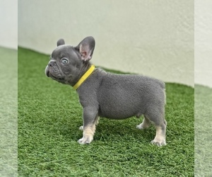 French Bulldog Puppy for sale in CORAL SPRINGS, FL, USA