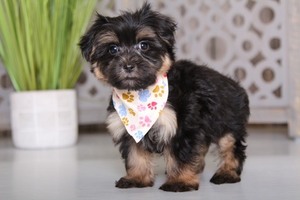 Morkie Puppy for sale in MOUNT VERNON, OH, USA