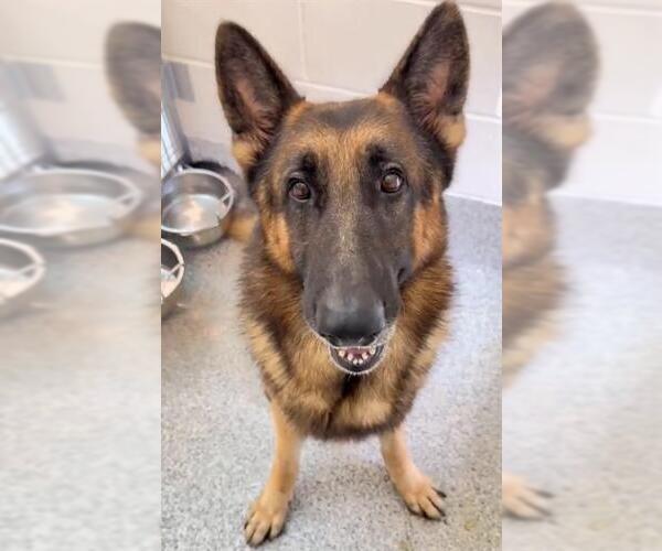 Medium Photo #2 German Shepherd Dog Puppy For Sale in Houston, TX, USA