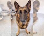 Small #1 German Shepherd Dog