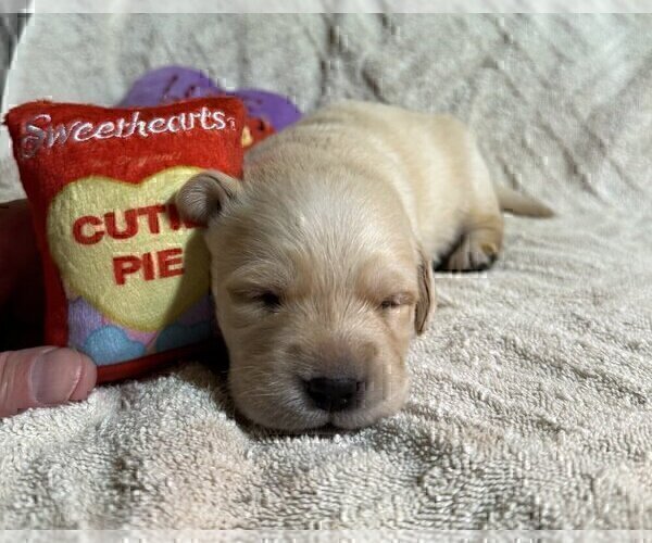 Medium Photo #7 Labrador Retriever Puppy For Sale in HIGH POINT, NC, USA