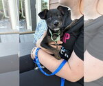 Small #4 Chihuahua Mix